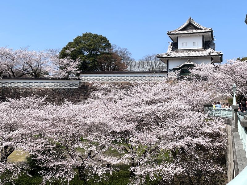 石川橋からの桜