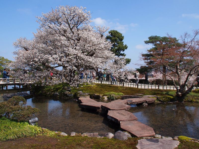 旭桜と雁行橋